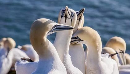 爱游戏手机版-莱斯特城惨败，欧洲赛区位置岌岌可危，莱斯特城夺冠首发