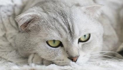 爱游戏手机版-莱斯特城惨败，欧洲赛区位置岌岌可危，莱斯特城夺冠首发