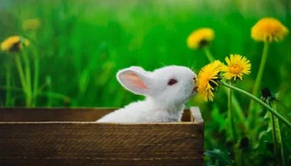 爱游戏手机版-钢铁德比：不来梅主场迎战沃尔夫斯堡，德国杯不来梅对莱比锡